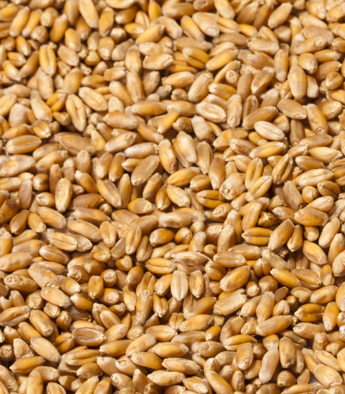 Wheat — Photo 2
